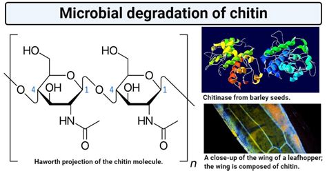 microbial degradation of chitin.